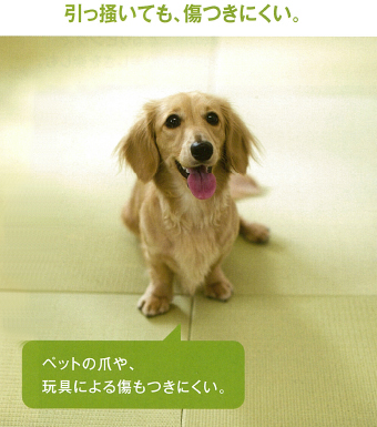 カラー畳 価格