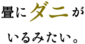 畳にダニ
